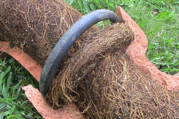 Tree Roots Blocking Sewer Pipe